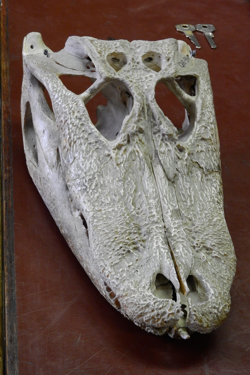 body part, representation, animal mouth, white color, reptile, skull, cranium, alligator, single object, animal, animal body part, animal head, bone, 4K