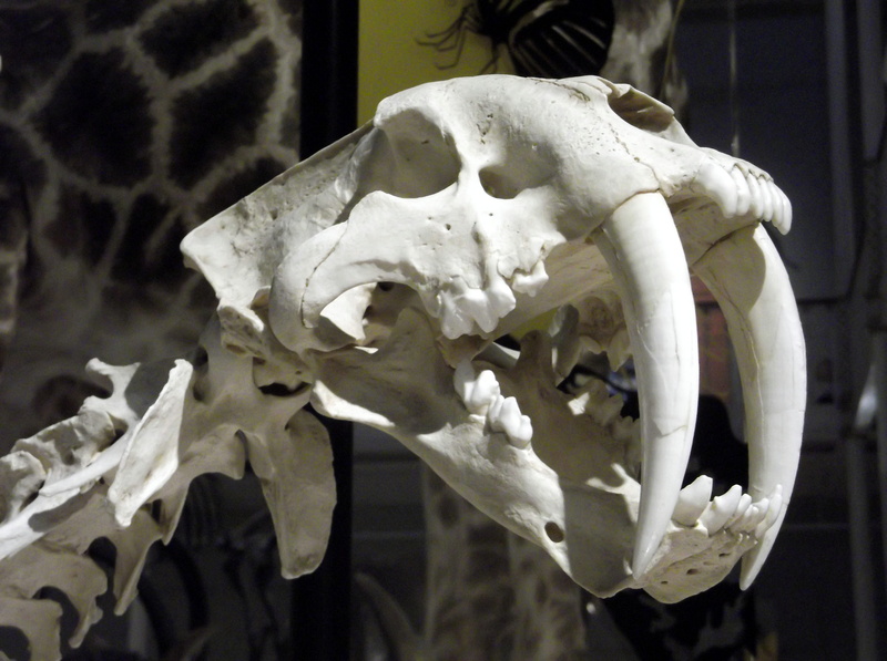 spooky, representation, human skeleton, person, head, bone, anatomy, ornate, museum, vertebrae, animal skeleton, tiger, human body part, skull, close-up