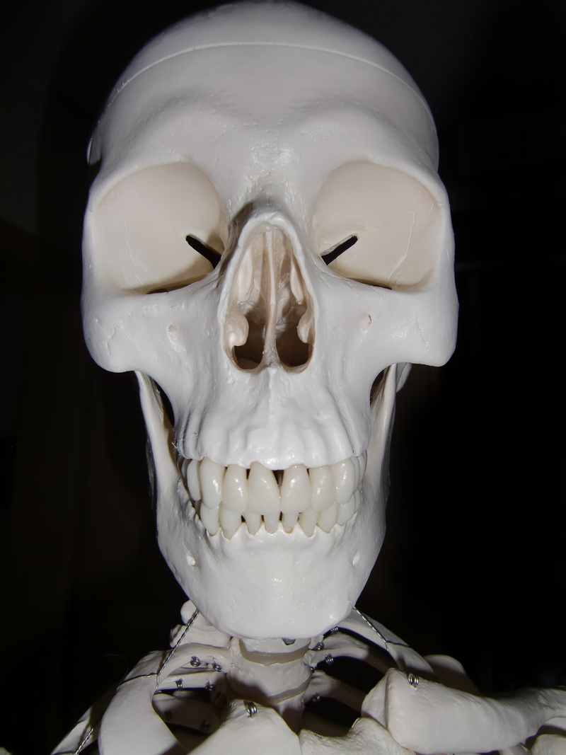 anatomy, science, people, human representation, white color, body part, 2K, death, head, human body part, museum, representation, human bone, spooky, Skeleton