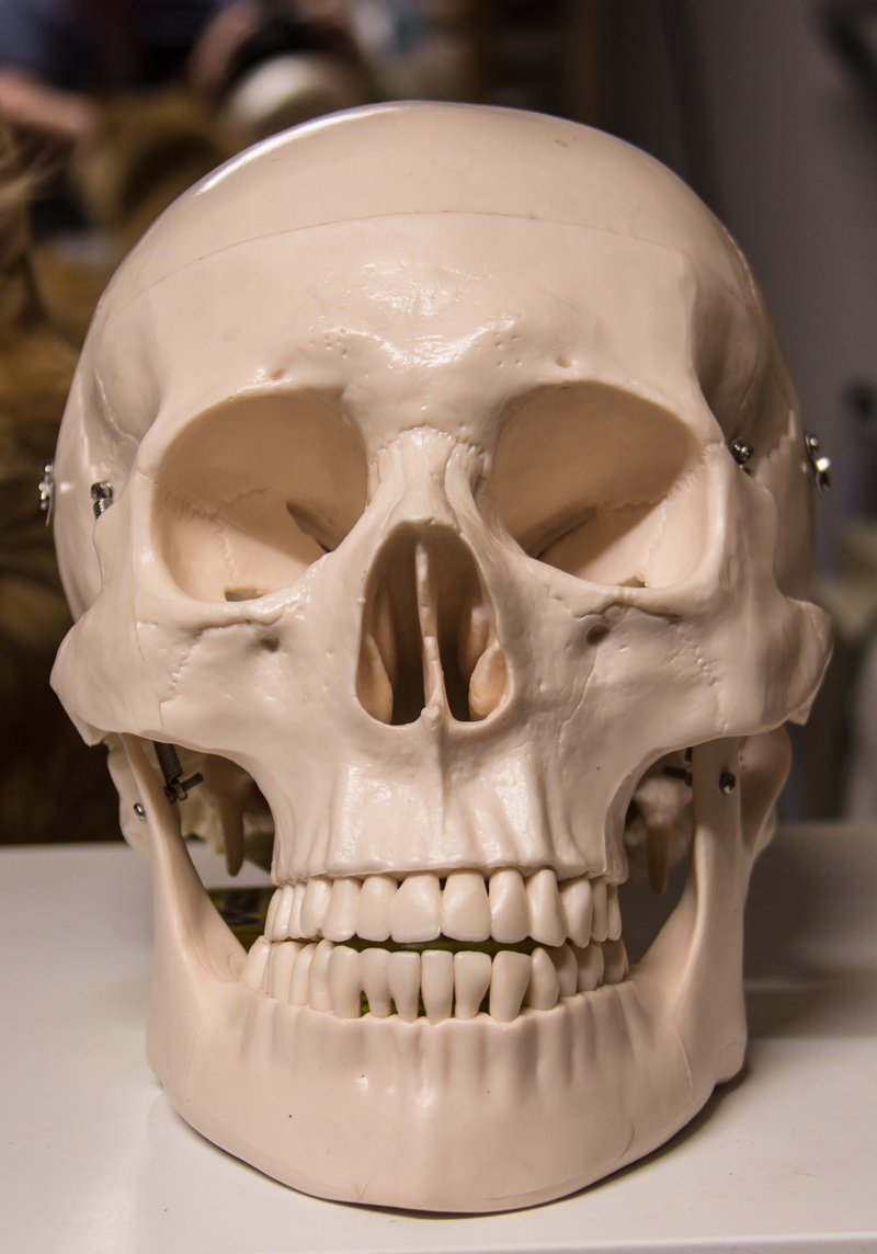 single object, head, 2K, human bone, human skull, focus on foreground, body part, death, skull bone, horror, human anatomy, indoors, human teeth, bone