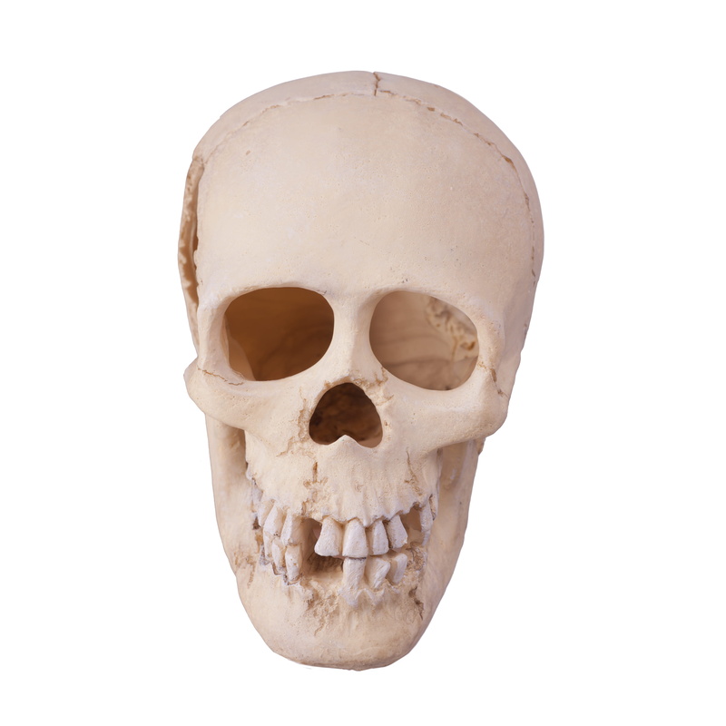 human body part, still life, fear, brain, skull, scary, cut out, scull, copy space, human bone, dead, object, human skull, body part, halloween, single object