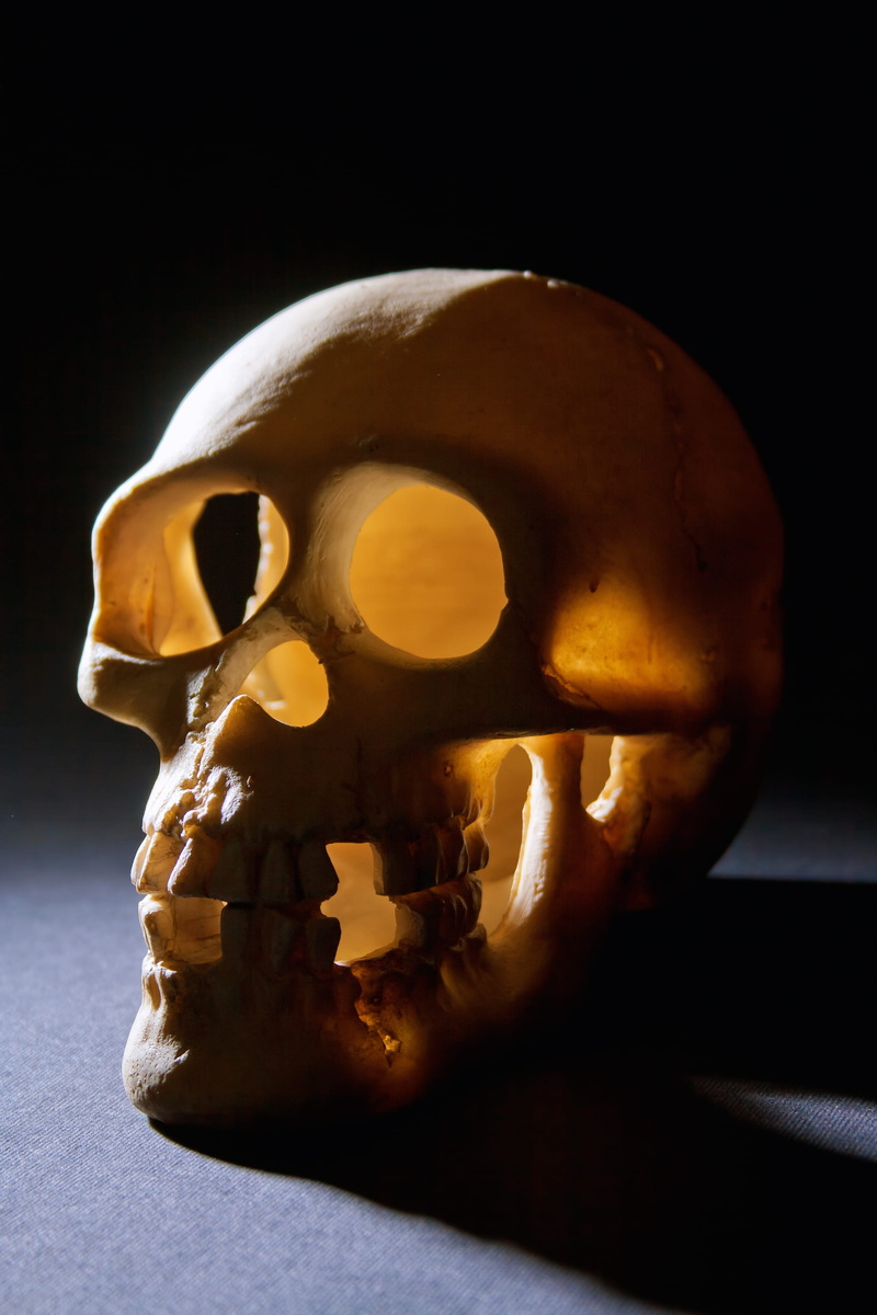 close-up, head, celebration, halloween, skeleton, evil, isolated, dead, human body part, human teeth, skull, anatomy, fear, human skeleton, horror, human bone