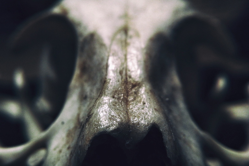 architecture, creature, creepy, mouth open, human representation, fear, macro, creativity, close-up, predator, selective focus, 1080P, male likeness, white