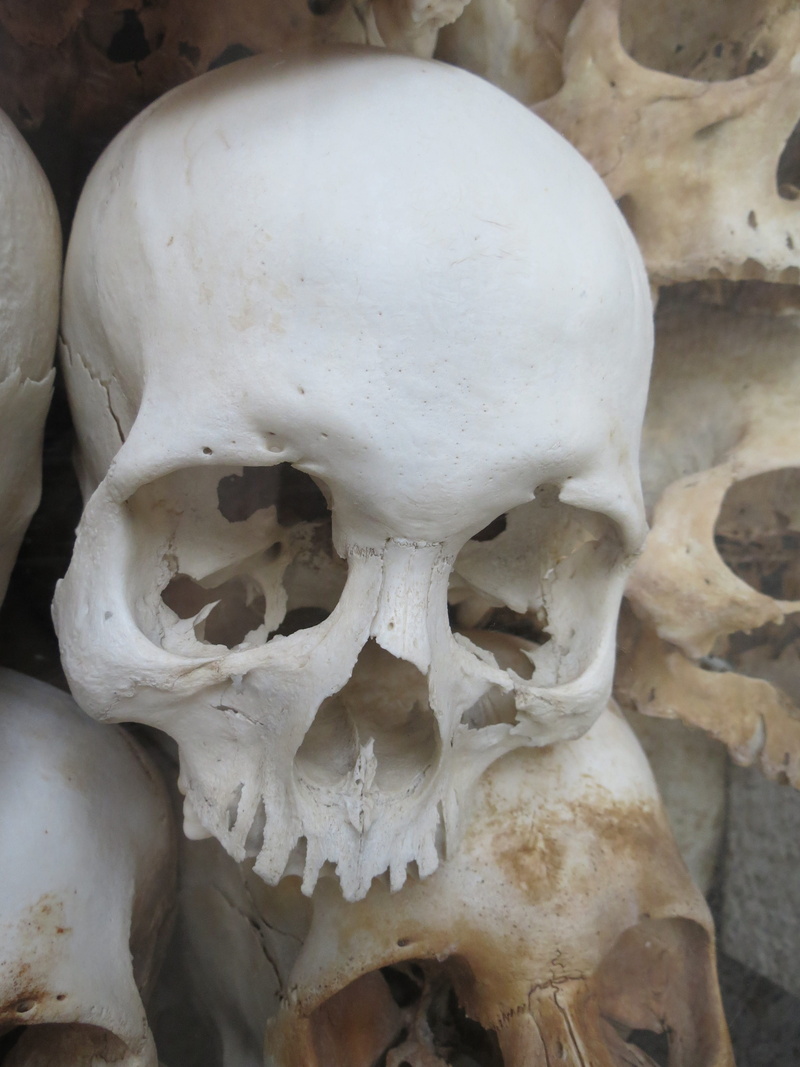 bone, White, anatomy, 4K, animal Skull, Death, indoors, human skeleton, horror, Skull, focus on foreground, history, human body part, halloween, human Skull
