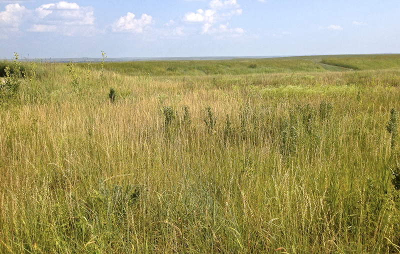 prairie, 2K, matfield green, grass, animal, no people, nature, flint hills, environment, horizon over land, plant, cloud - sky, kansas, wildlife reserve