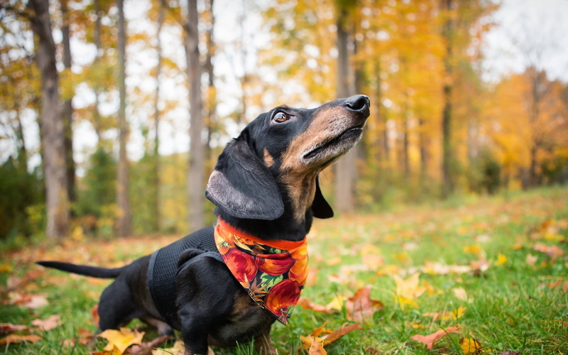 pets, purebred dog, one animal, animal themes, domestic, mammal, 1080P, outdoors, canine, autumn, focus on foreground, domestic animals, plant, bandanas
