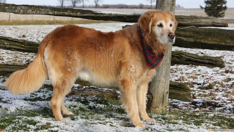 canine, winter, snow, labrador, day, standing, 1080P, animal themes, domestic Animals, purebred Dog, waiting, no people, brown, retriever, friendship