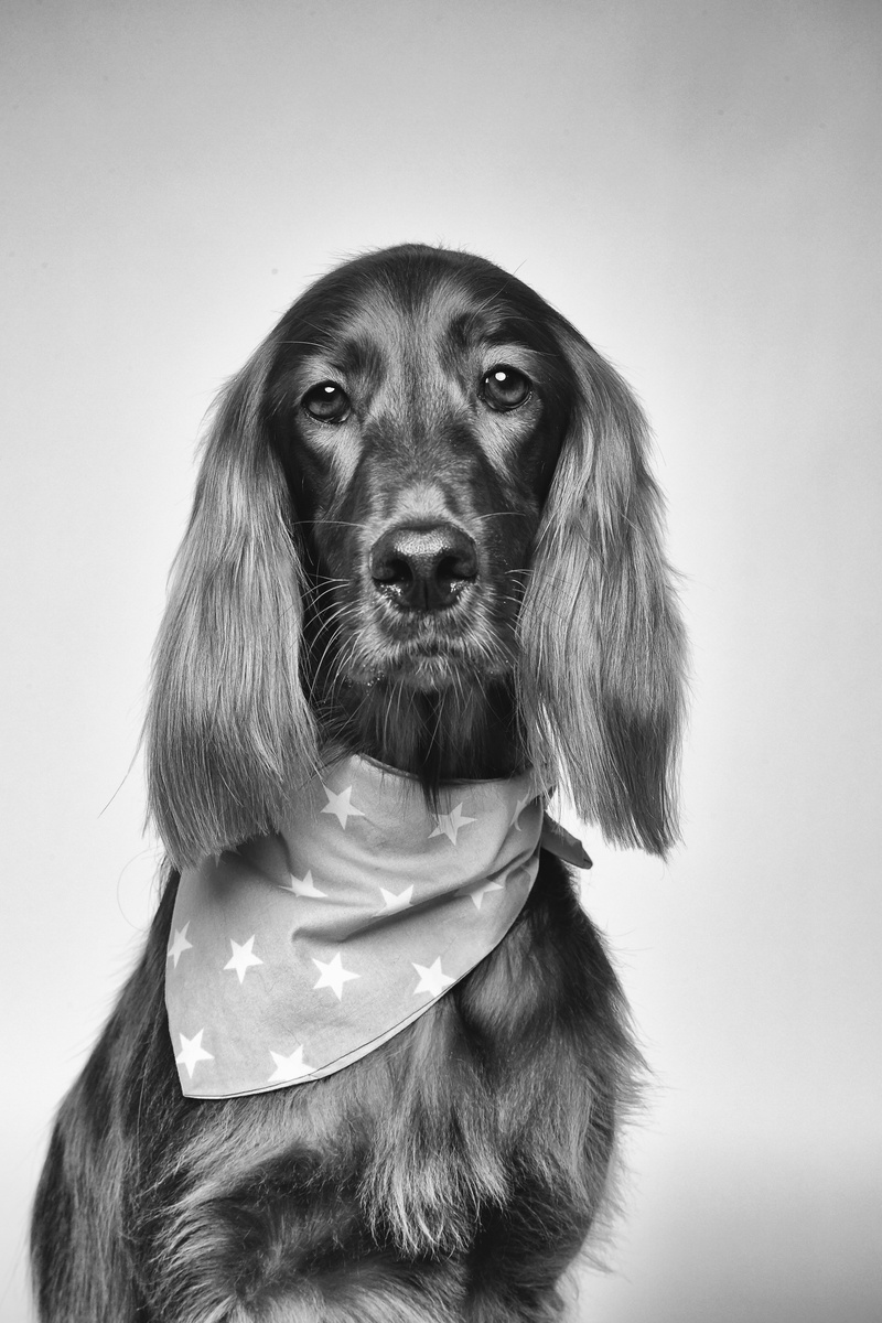 pet clothing, domestic animals, hairstyle, photography, pets, dog, one animal, hair, front view, cute, animal body part, eyes, domestic, little, canine