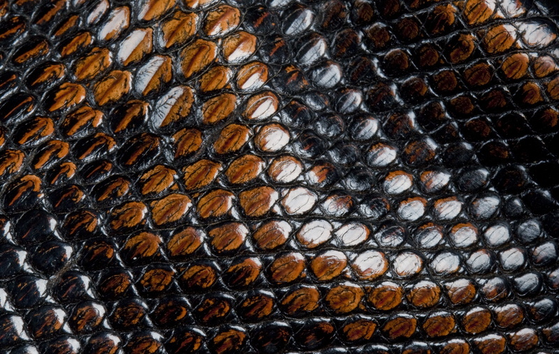 ribbed, abundance, old, textured, hide, food and drink, fashion, backdrop, healthy eating, material, reptile, still life, abstract, rough, pattern, seafood