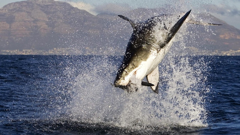 1080i, sout, pups, great, 1080P, intrauterine cannibalism, spring, air, shark, 1920 x 1080, ocean, white, africa, feeding, getting