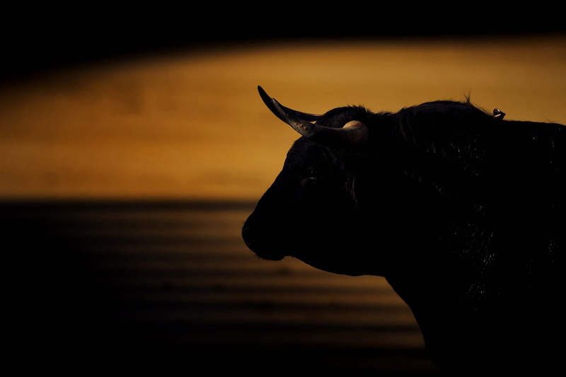 1080P, mammal, horned, horns.background, black, pets, animal themes, animal, animal head, domestic, focus on foreground, profile view, vertebrate, indoors
