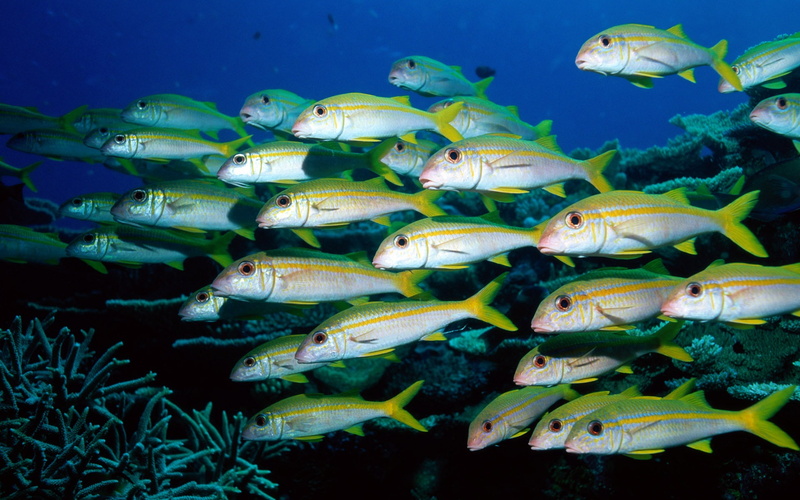 groups, world, Sea, Underwater, Fish, 1080P