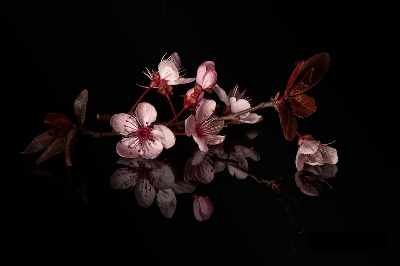 close-up, white, vulnerability, plant, beauty in nature, 1080P, bunch of flowers, fragility, inflorescence, decor, cherry tree, pink, flower head, growth