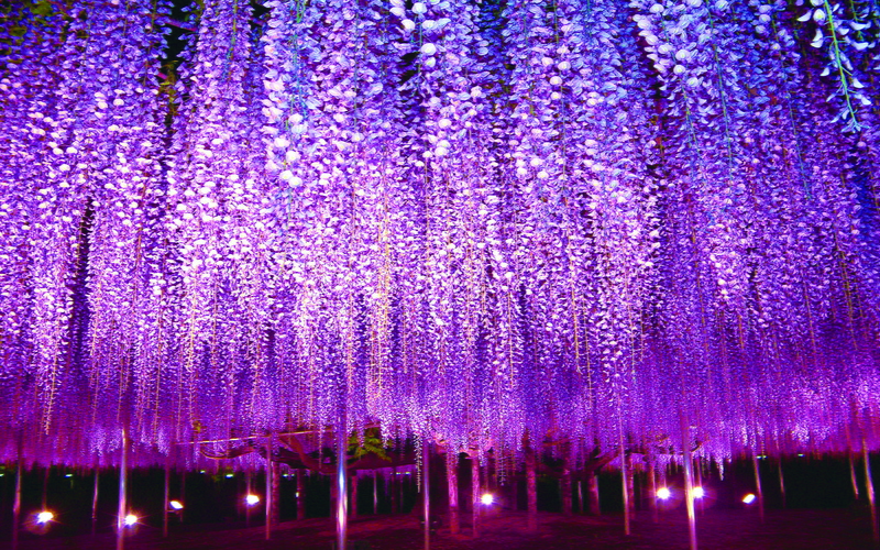 pergola, flowers, wistaria, desktop, japan, japanese, park, 2K, tochigi, ashikaga, flower