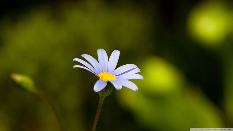 beauty in nature, vulnerability, inflorescence, freshness, crocus, outdoors, fragility, day, focus on foreground, growth, flowering plant, flower head