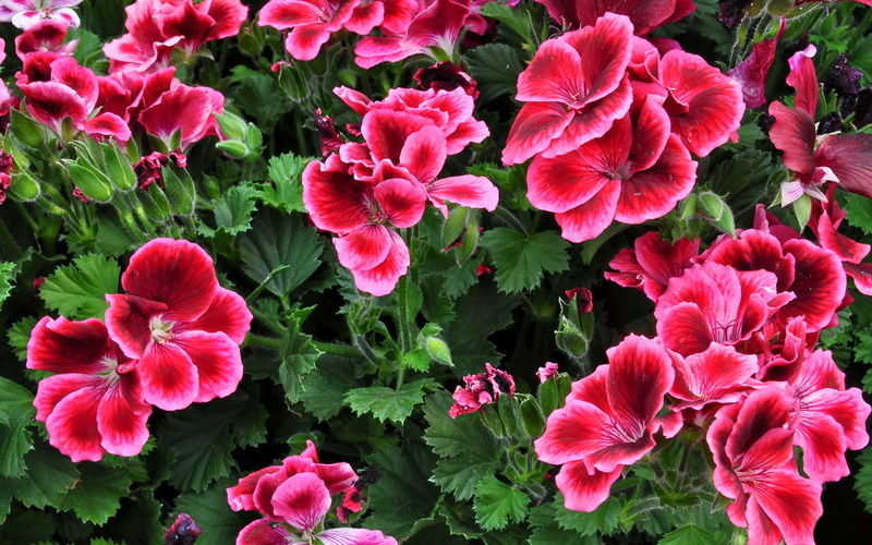 nature, mobile, resolution, green color, growth, plant part, pink color, hd, geranium, flower head, red, freshness, fragility, plant, no people