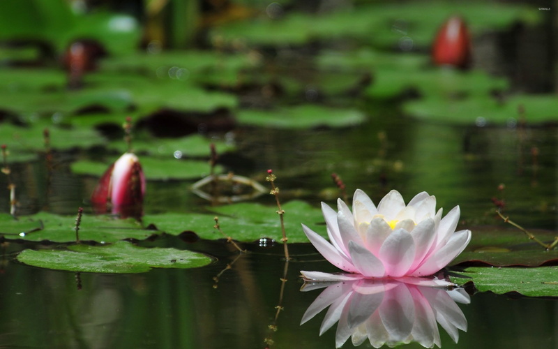 desktop, lake, flower head, purity, lily, flower, plant part, freshness, lotus, floating on water, leaf, water, plant, pink color, fragility