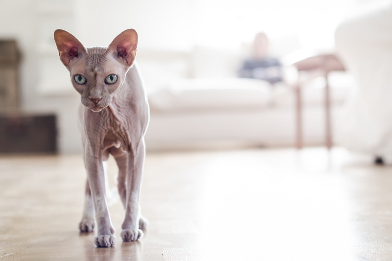 hairless, cat, sphynx, 1080P