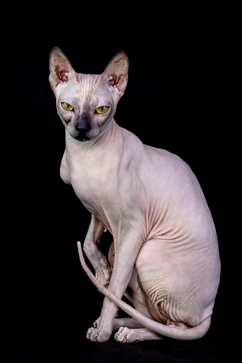 studio shot, looking away, looking, close-up, black background, indoors, sitting, feline, cute, domestic, one, charming, no people, sit, mammals, one animal