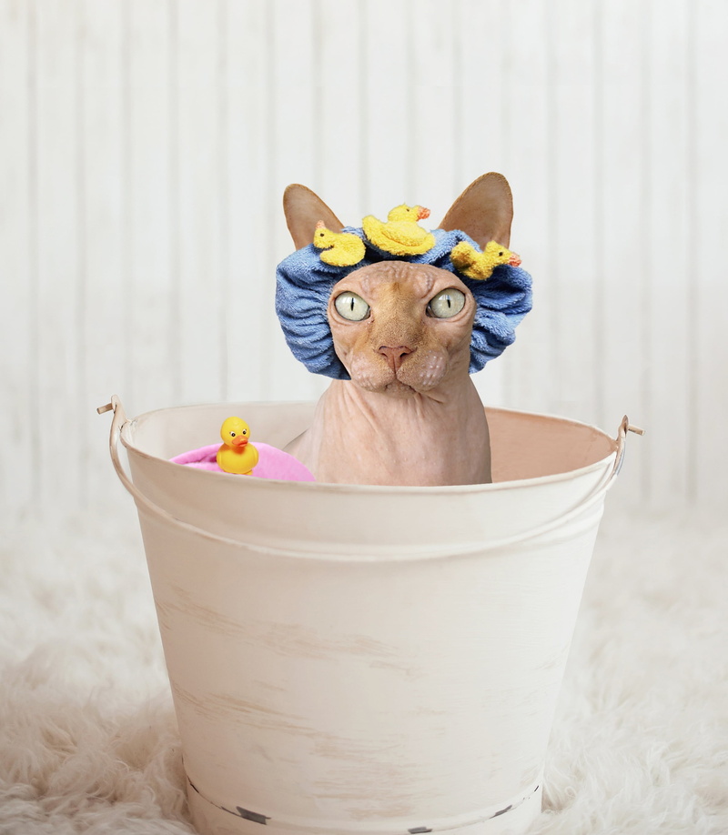hairless, animal themes, pets, mammal, flower, one animal, plant, brown, cute, sphynx, 2K, shower cap, looking at camera, domestic, domestic animals, portrait