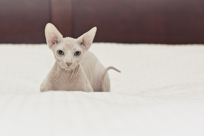 koty, sfinks, animals, sphynx, zwierzeta, cat, 1080P