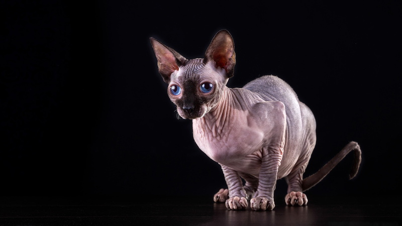 hairless cat, canine, sphynx, french bulldog, blue eyes, dog, no people, domestic, pets, domestic animals, sitting, studio shot, black background, 4K