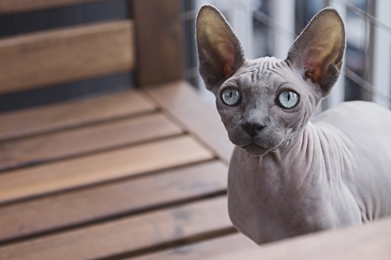 wood - material, close-up, people, one animal, cat, portrait, canine, sphynx, domestic animals, indoors, mammal, small, domestic, vertebrate, pets, focus on foreground