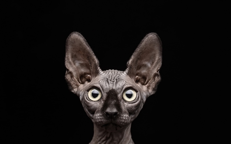 indoors, small, mammal, people, 1080P, cat sphynx black background, domestic, looking, portrait, black background, headshot, domestic animals, studio shot