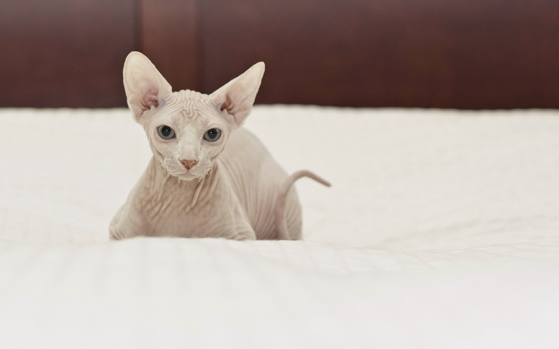 animal eye, vertebrate, gray, fur, paw, comfortable, one Animal, kitten, white, small, animal, whisker, looking, cat, purebred Cat, relaxation, sphynx
