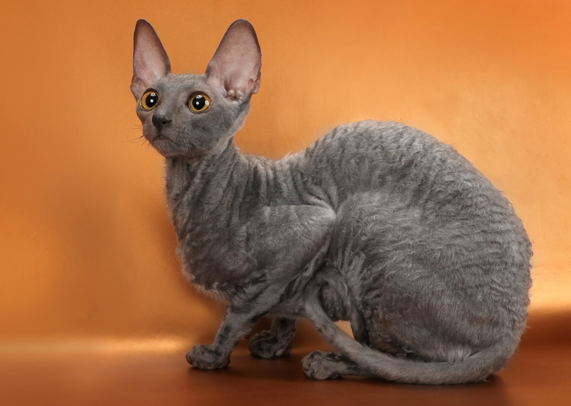 hairless, full length, kitten, animal, no People, small, gray, cute, feline, studio Shot, orange background, mutant, colored background, brown, fur, sphynx Hairless Cat