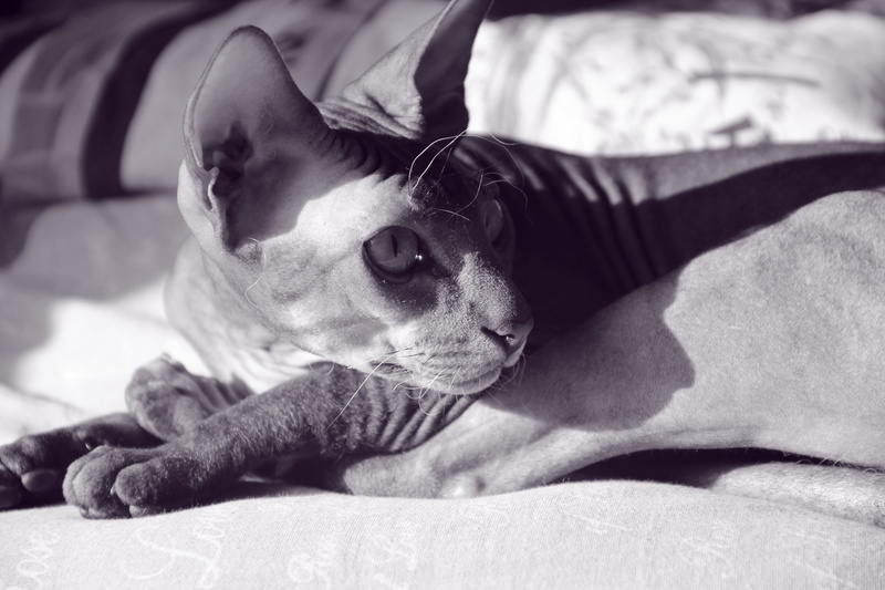 chihuahua - dog, domestic, puppy, hairless, animal themes, sphynx, white, bed, looking, animal, sleeping, comfortable, black And White, napping, cat, indoors