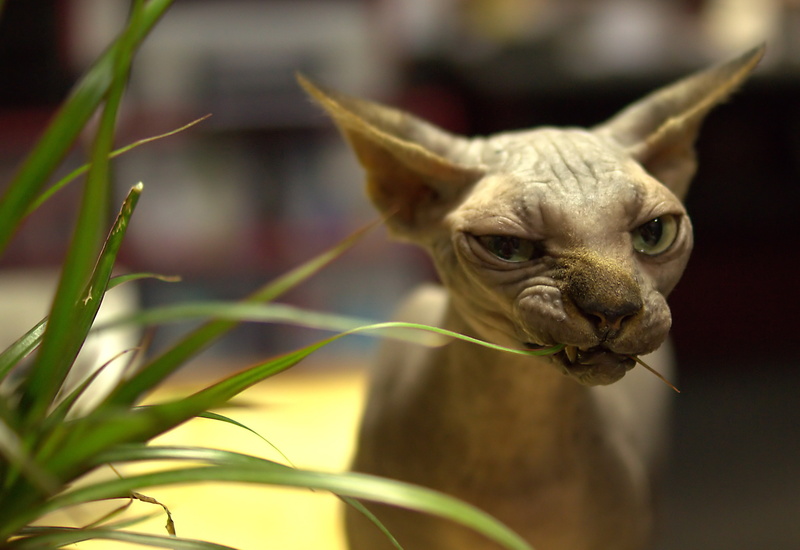 domestic Cat, nature, close-up, beauty In Nature, cat, looking, mammal, sphynx, domestic Animals, backgrounds, feline, animal Head, sphynx Hairless Cat