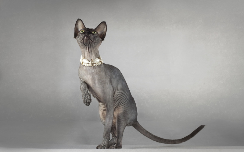nature, brown, pets, eyes, illustration, no People, day, 2K, hairless, cute, looking, animal wildlife, collar, animal, domestic Animals, sphynx, wall - building feature