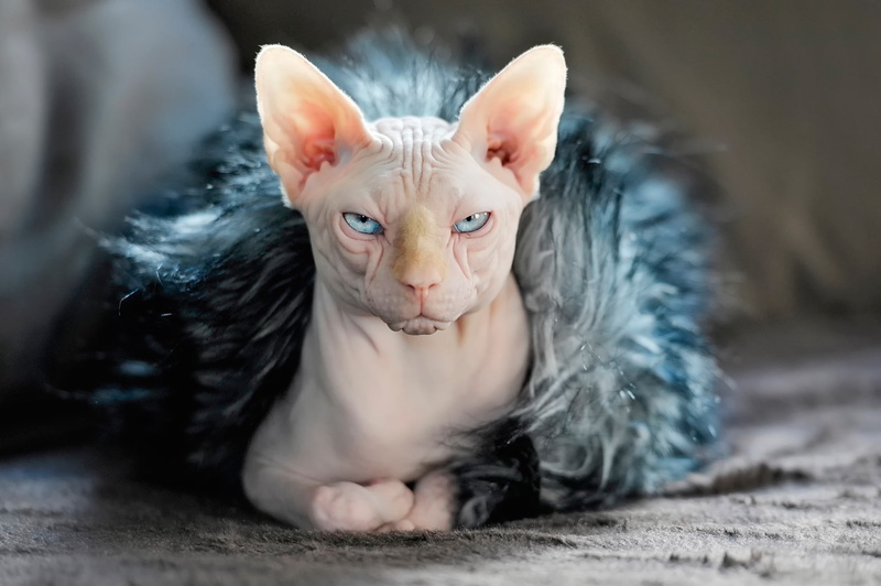 1080P, Sphynx, Animal, Sphynx Cat, Cat