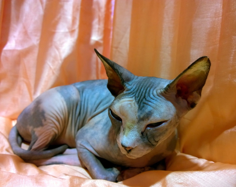 no people, domestic animals, hairless, sphinx, pets, day, 1080P, animal head, feline, eyes, mammal, relaxation, symbol, chihuahua - dog, show, lying down