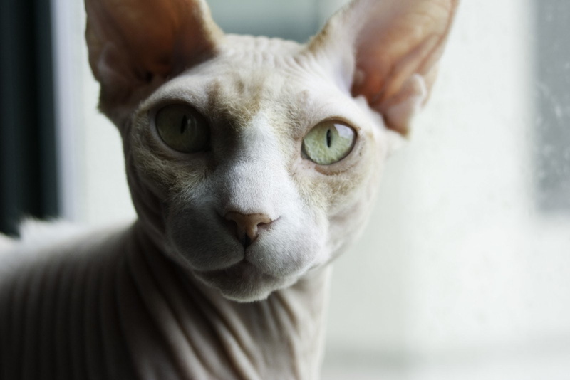 720P, Sphynx Cat, Animal