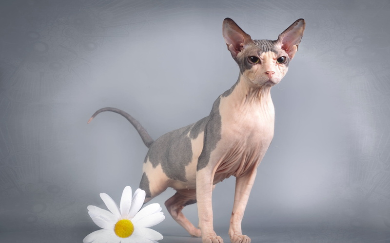 studio Shot, animal, young Animal, domestic Animals, cute, domestic, brown, puppy, domestic Cat, indoors, cat, sphynx, purebred Dog, people, pets, mammal