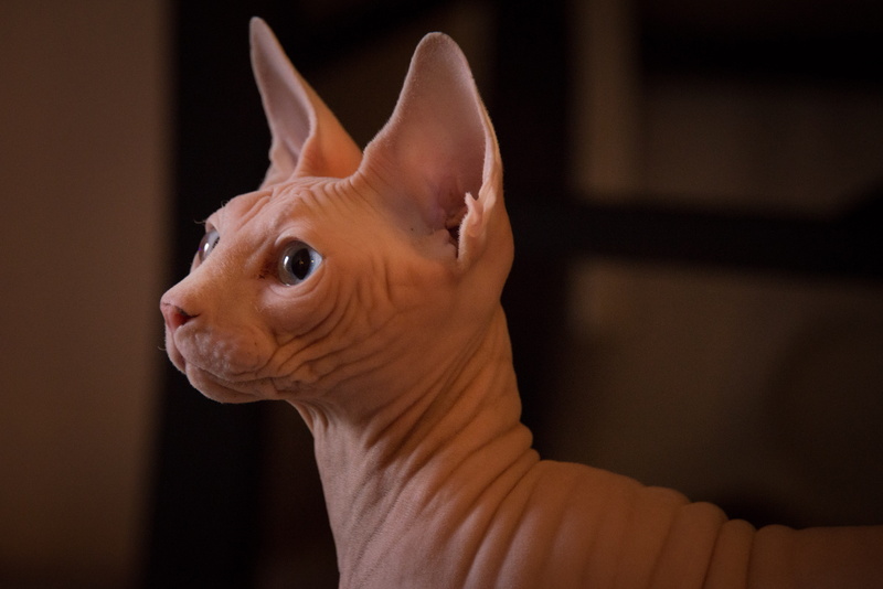 domestic, animal eye, sphynx, looking, looking away, portrait, one animal, animal head, 4K, cat, profile view, whisker, vertebrate, small, close-up, focus on foreground