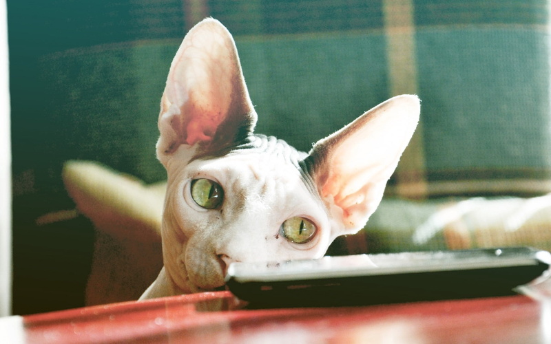 canine, sphynx cat, sphinx, looking at camera, animal eye, mammal, cat, whisker, pets, one animal, domestic animals, face, 720P, day, white, control, animal body part