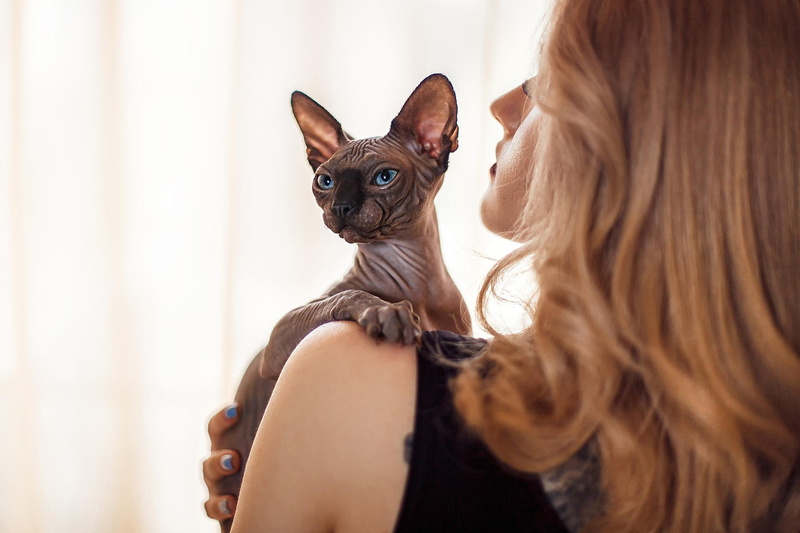 1080P, adult, small, girl, indoors, positive emotion, females, hairstyle, pet owner, women, mammal, sphynx, one animal, portrait, pets, one person, love