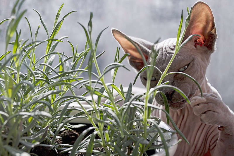 nature, animals, green color, growth, one person, pet, domestic, waist up, day, cat, plants, photography, shallow, green, brown, plant, men, plant part