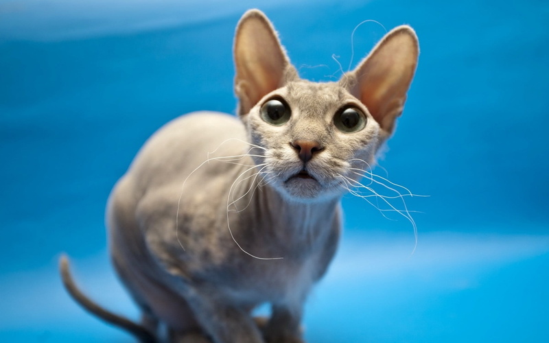 no people, domestic Animals, domestic, purebred Cat, animal themes, focus on foreground, mammal, small, pets, colored background, one Animal, sphinx, whisker