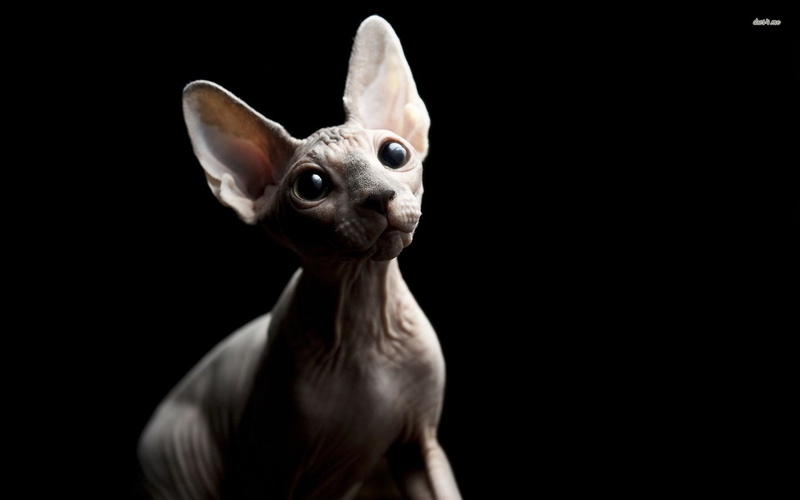 1080P, sphynx cat