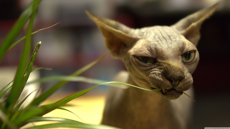 animal eye, sphynx cat, focus on foreground, portrait, looking at camera, animal, animal head, plant, outdoors, small, day, no people, nature, domestic