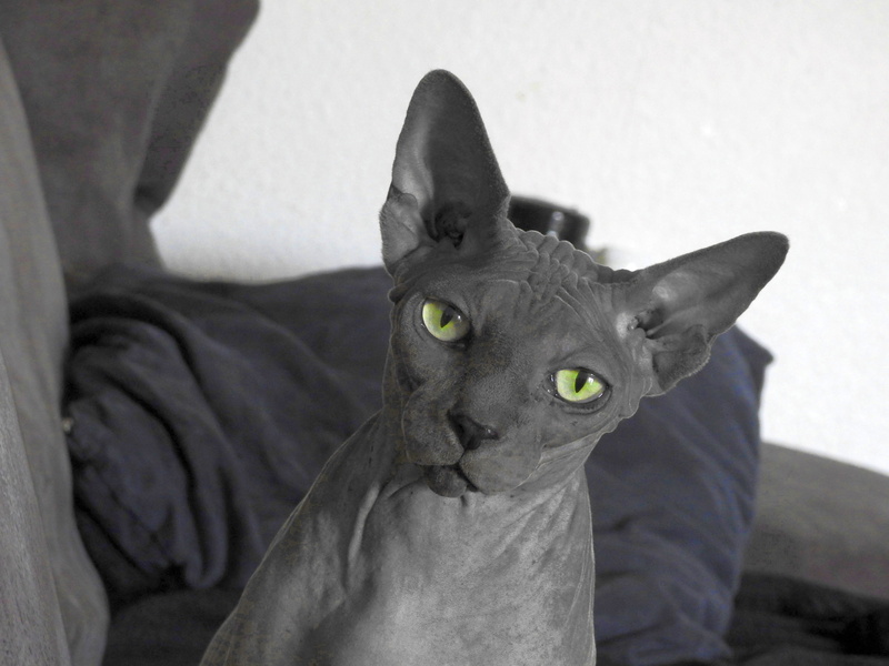 cat, portrait, hairless, vertebrate, relaxation, bed, furniture, sphynx, domestic cat, no people, feline, home interior, 4K, domestic, animal eye, one animal