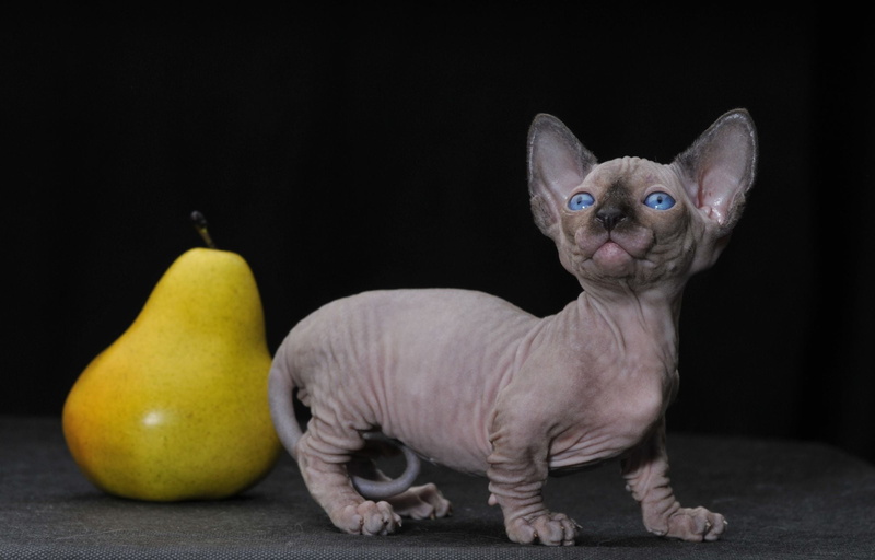 representation, studio Shot, domestic Cat, no people, animal, young Animal, cute, pear, bambino, feline, domestic, portrait, kitten, vertebrate, sitting