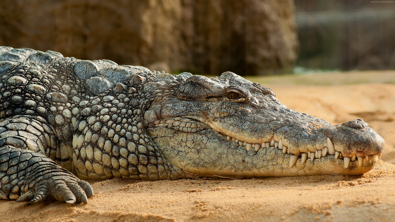 reptilies, 4K, Nile Crocodile