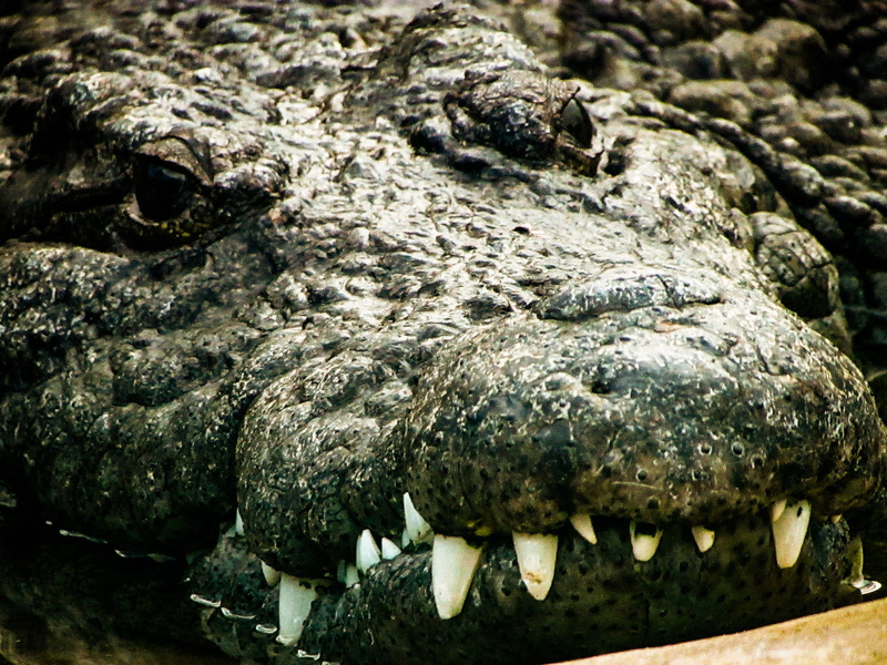 memphis zoo, animal body part, nature, animal head, nile croc, scales, reptile, teeth, croc, animal mouth, animal wildlife, communication, nile crocodile