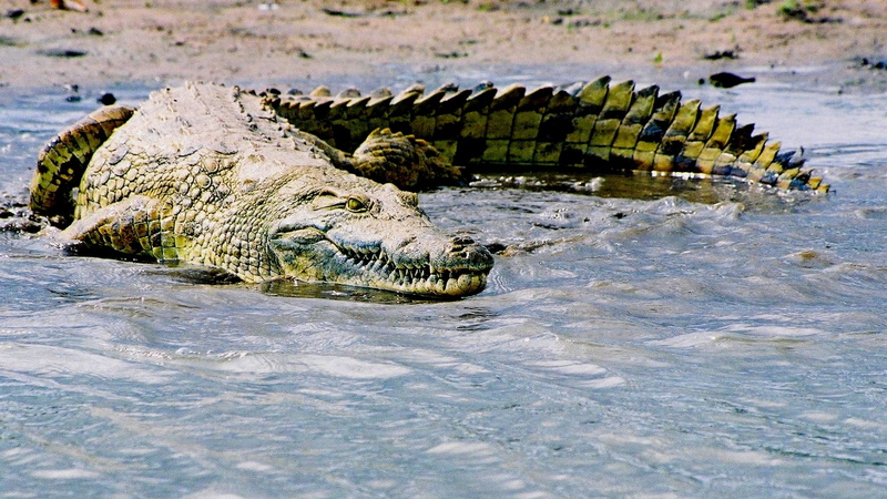 animals, crocodile, 720P, art, nile, hd