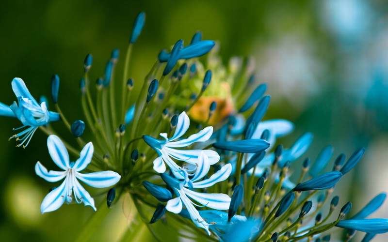 african Lily, purple, backgrounds, macro, single Flower, botany, freshness, day, outdoors, blossom, selective focus, summer, lily, springtime, blue, growth